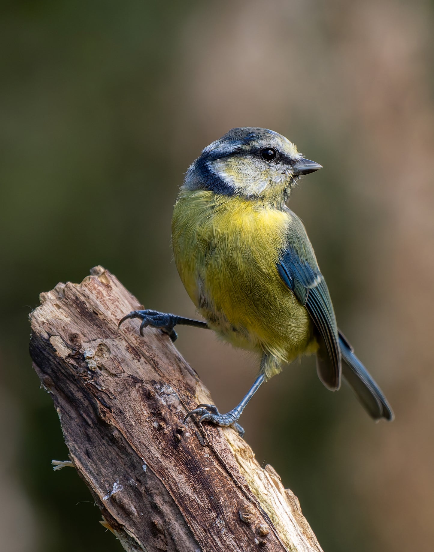 Bluetit 1