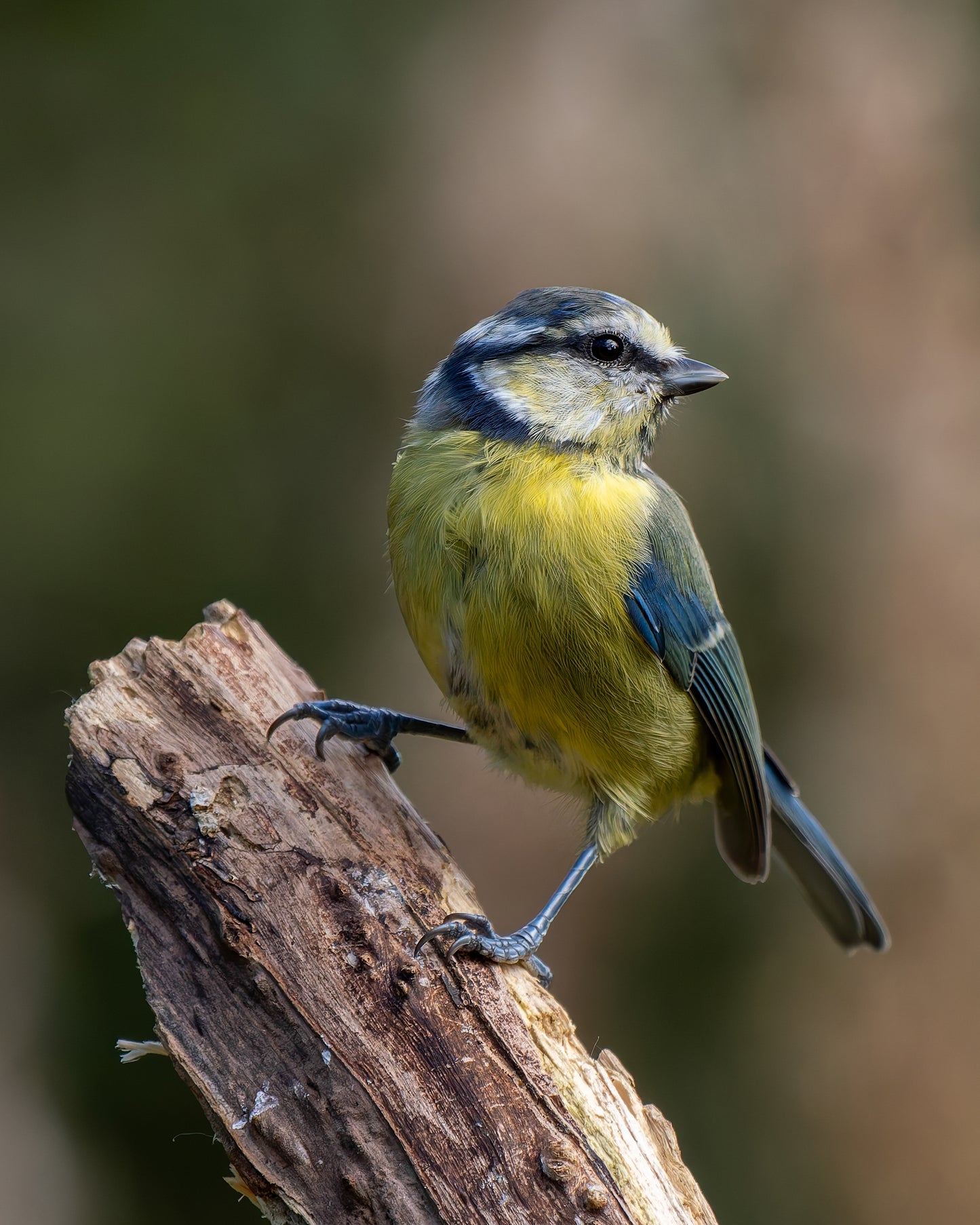 Bluetit 1