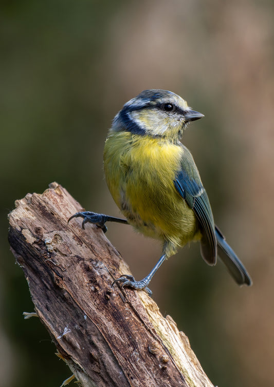 Bluetit 1