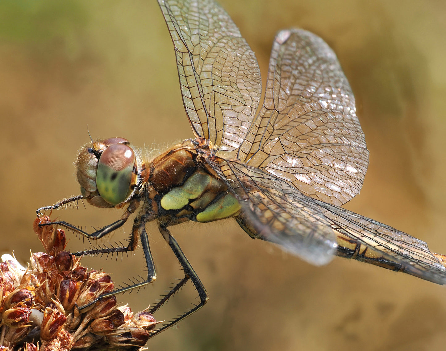 Common darter dragonfly 1