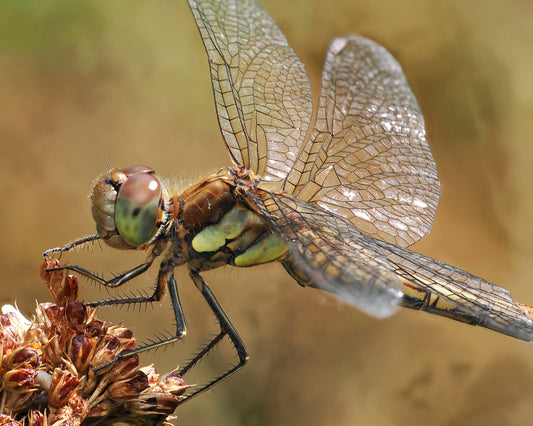 Common darter dragonfly 1