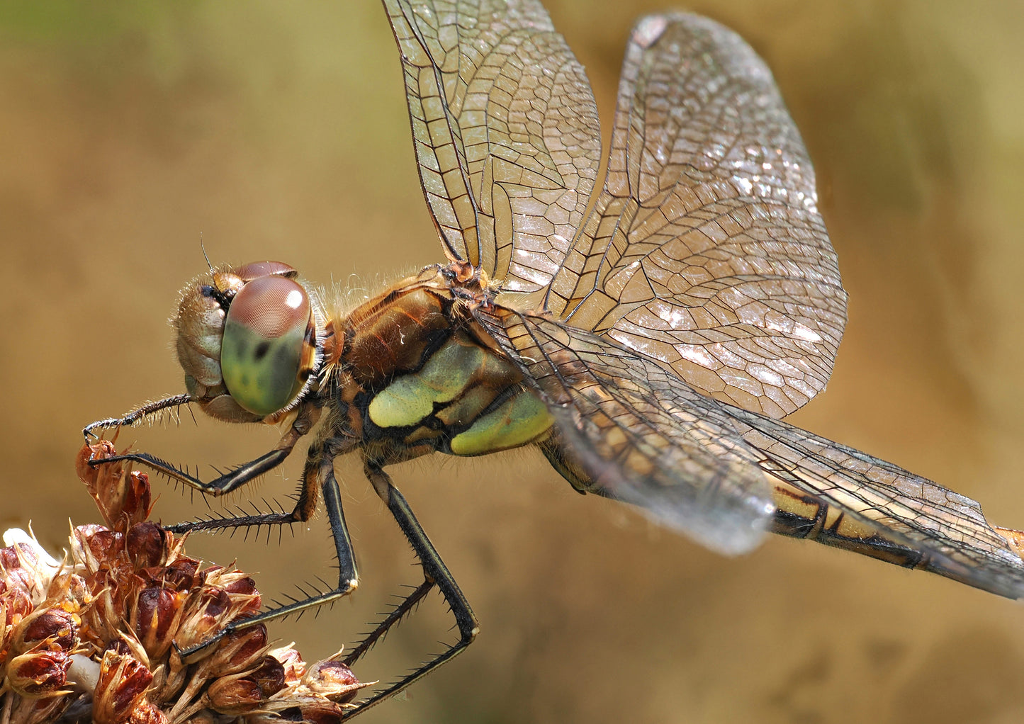 Common darter dragonfly 1
