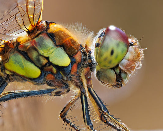 Common darter dragonfly 2