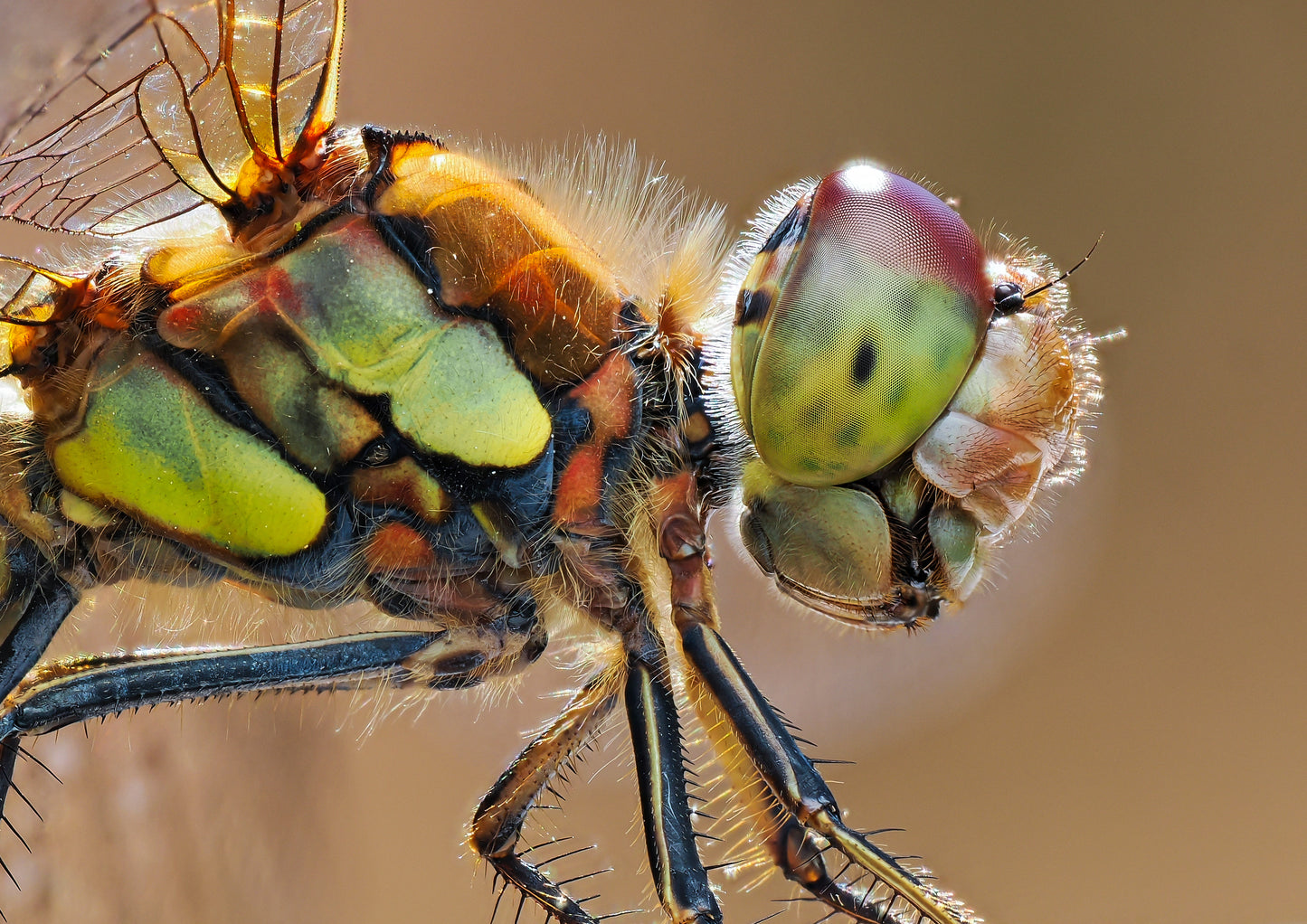 Common darter dragonfly 2