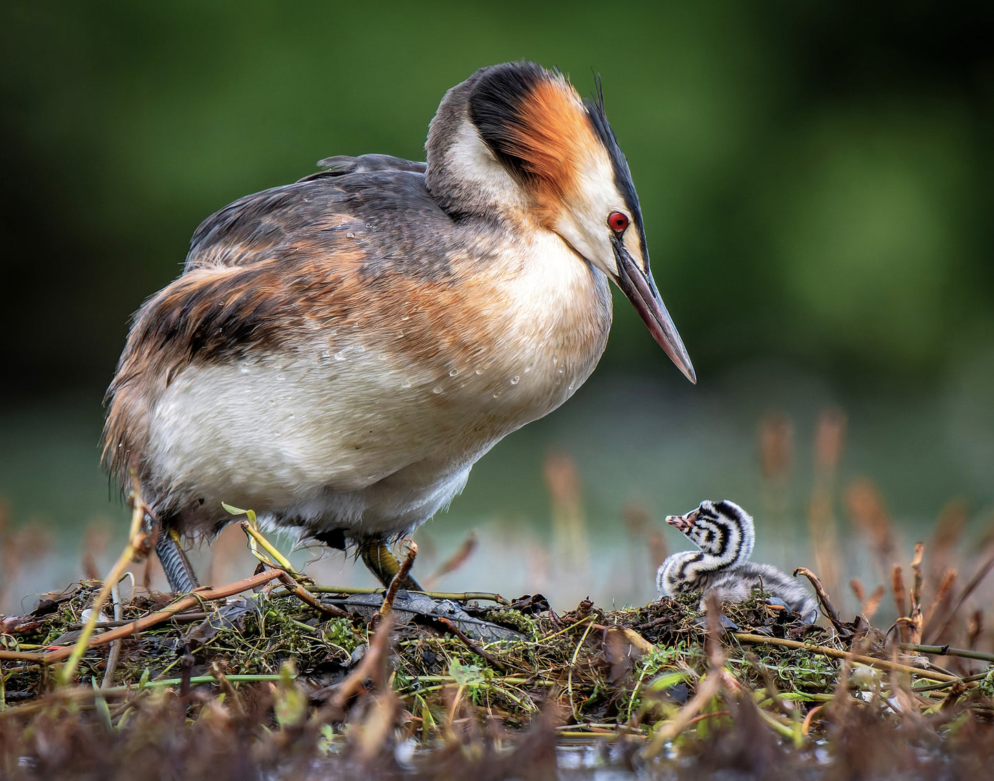 Great crested grebe 1
