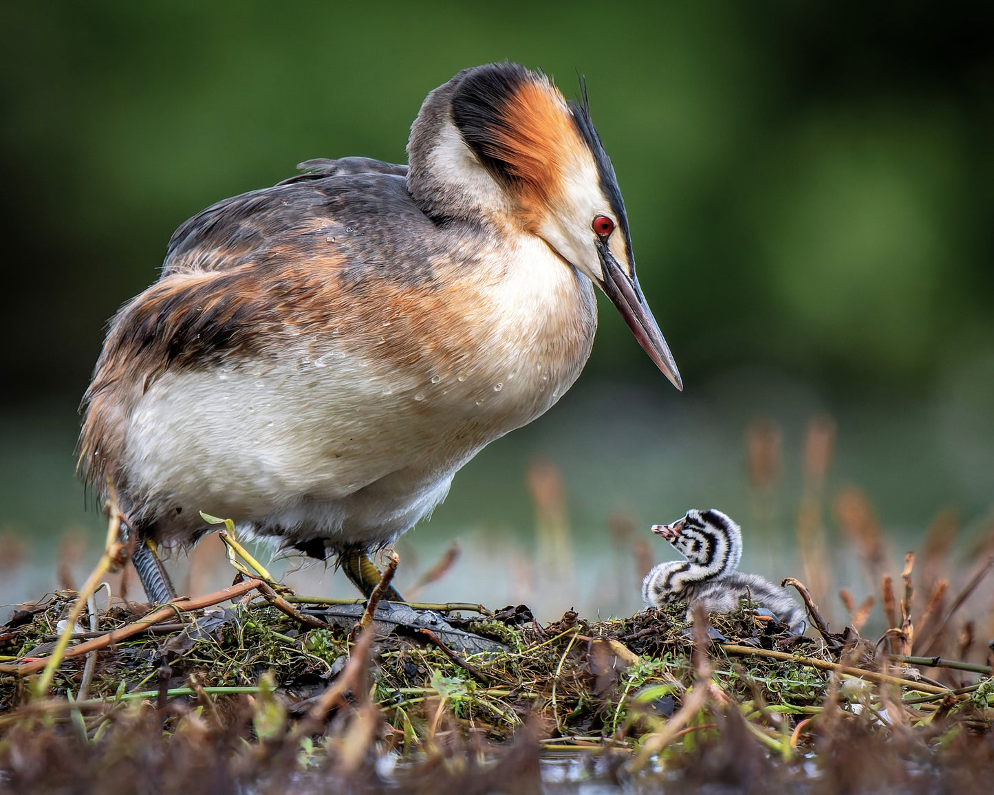 Great crested grebe 1
