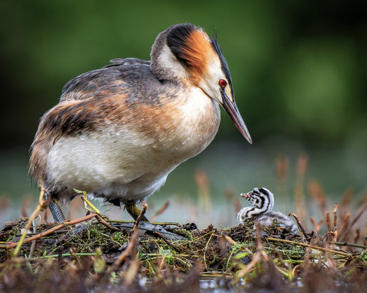 Great crested grebe 1
