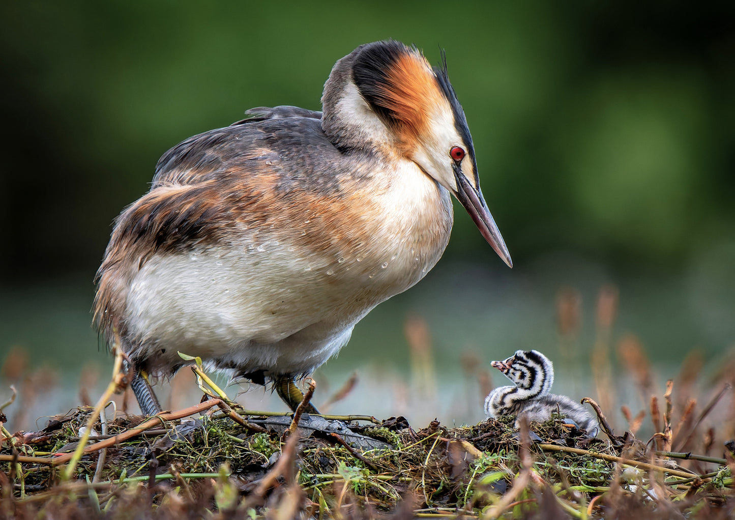 Great crested grebe 1