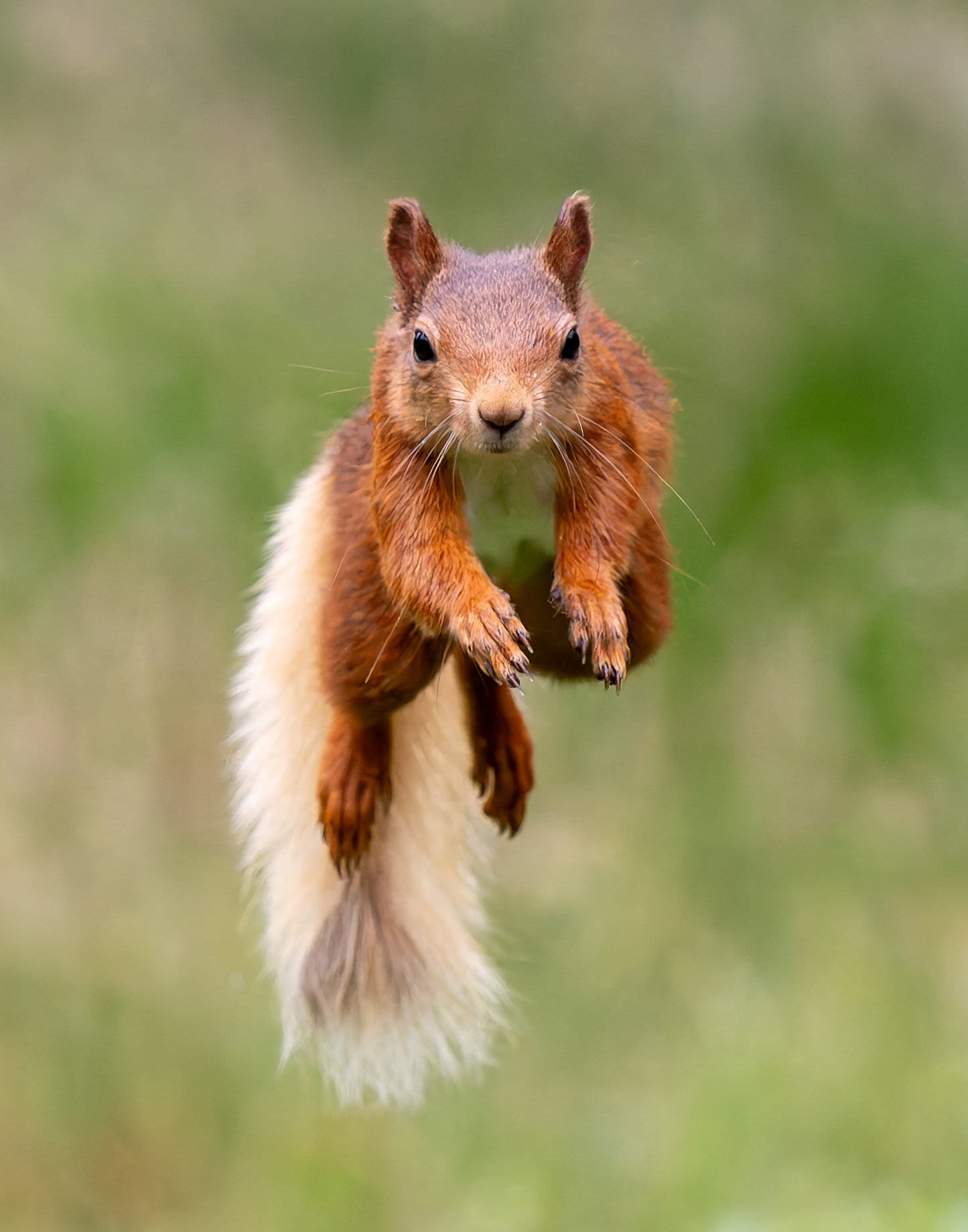 Red squirrel 4