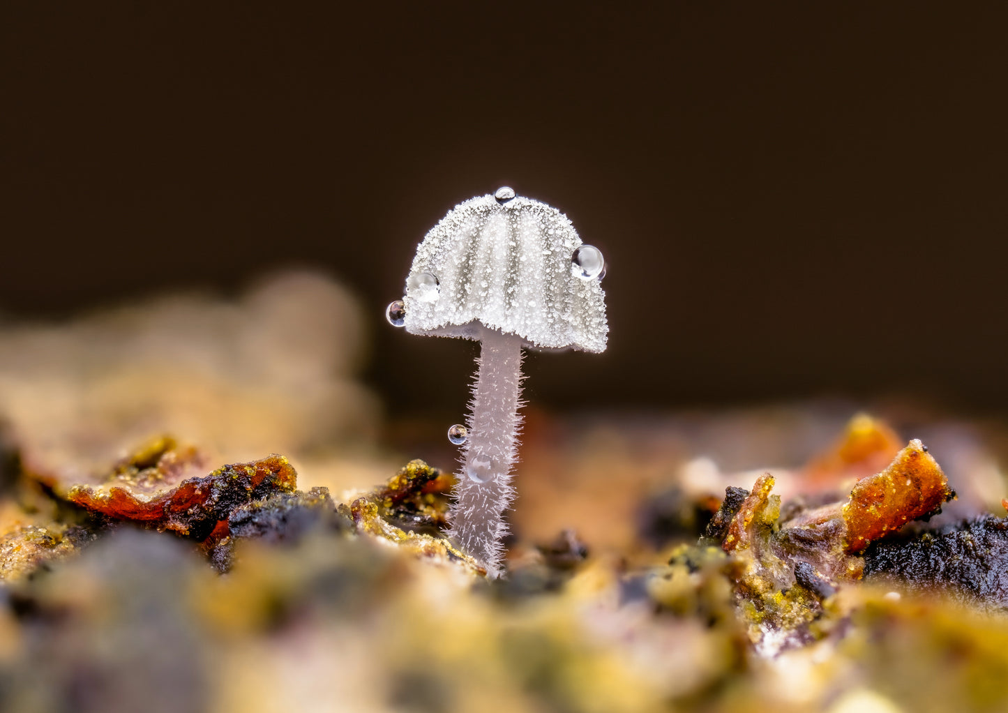 Small mushroom 1