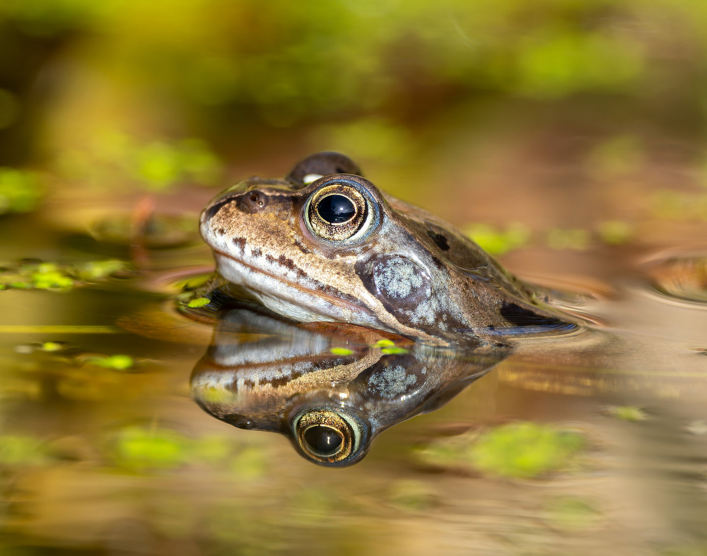 Common frog 1