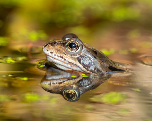 Common frog 1