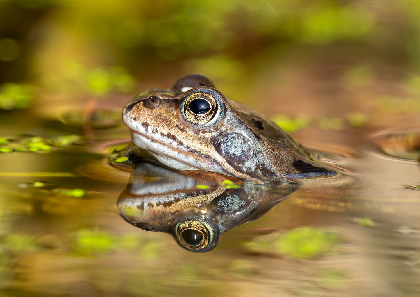 Common frog 1
