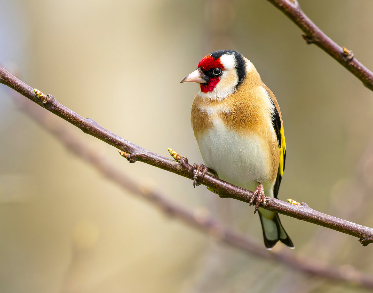 Goldfinch 1