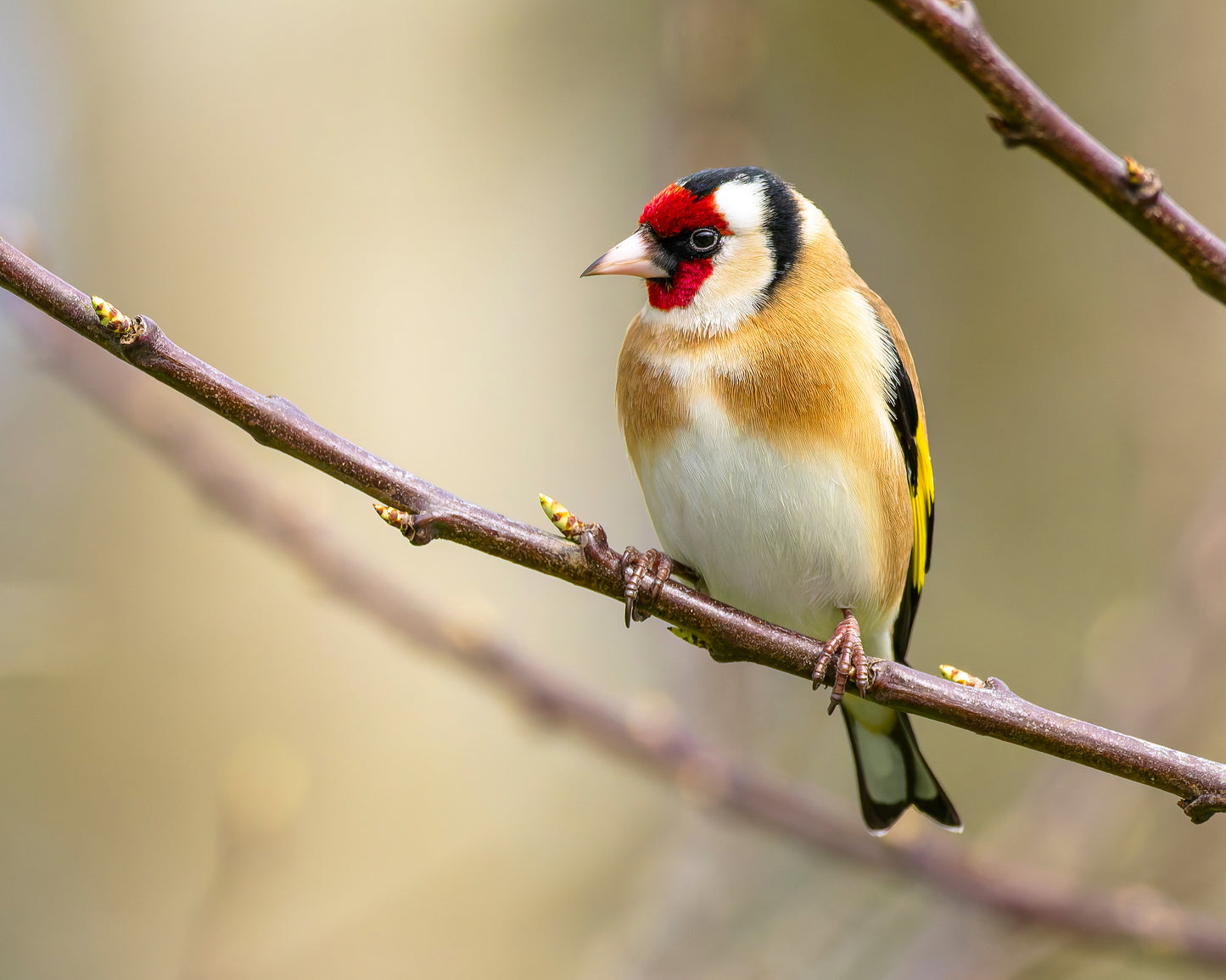 Goldfinch 1
