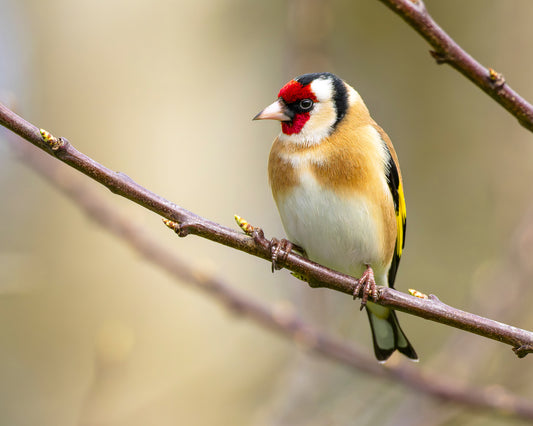 Goldfinch 1
