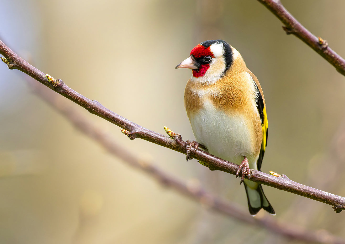 Goldfinch 1
