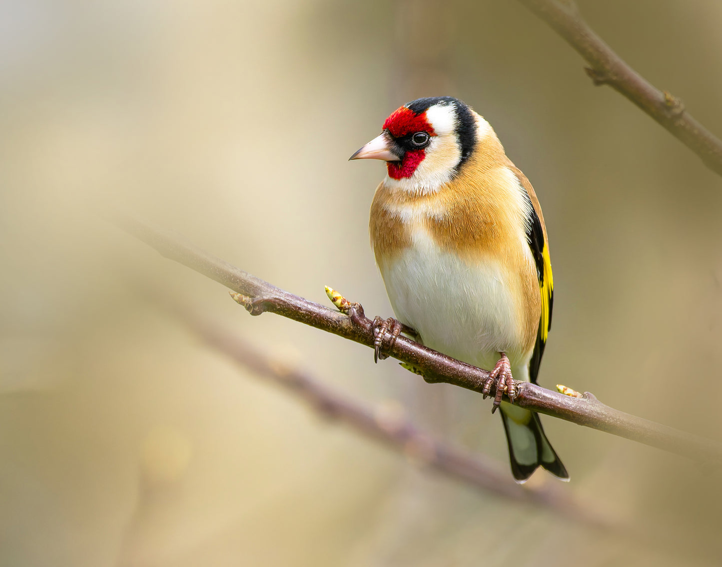 Goldfinch 1