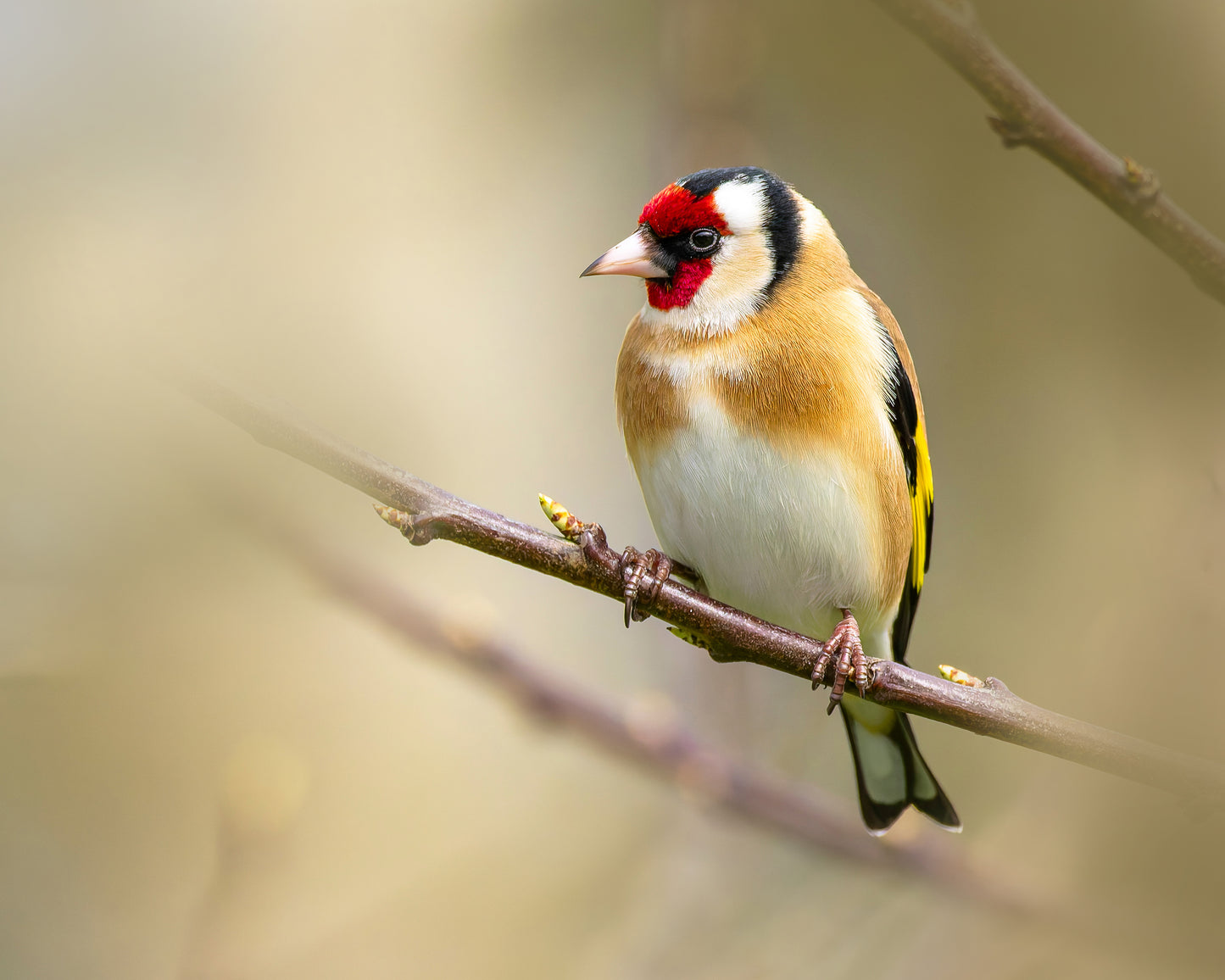 Goldfinch 1