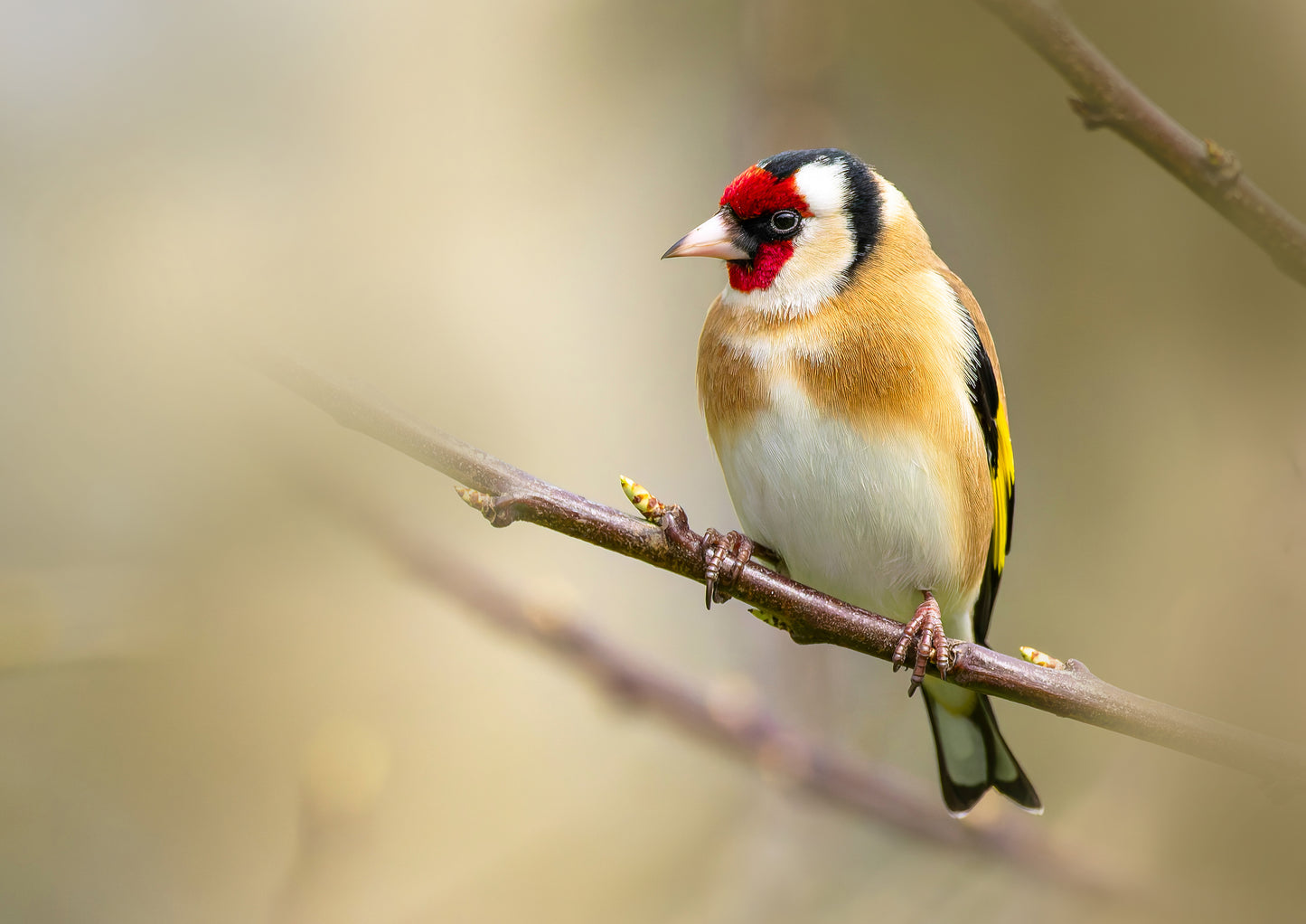 Goldfinch 1