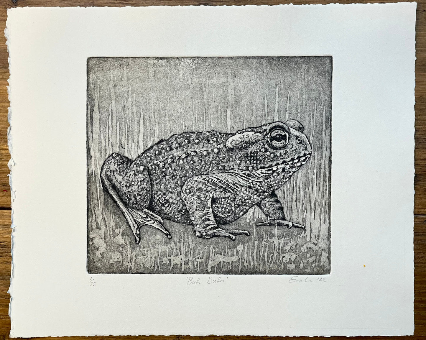 Toad aquatint etching