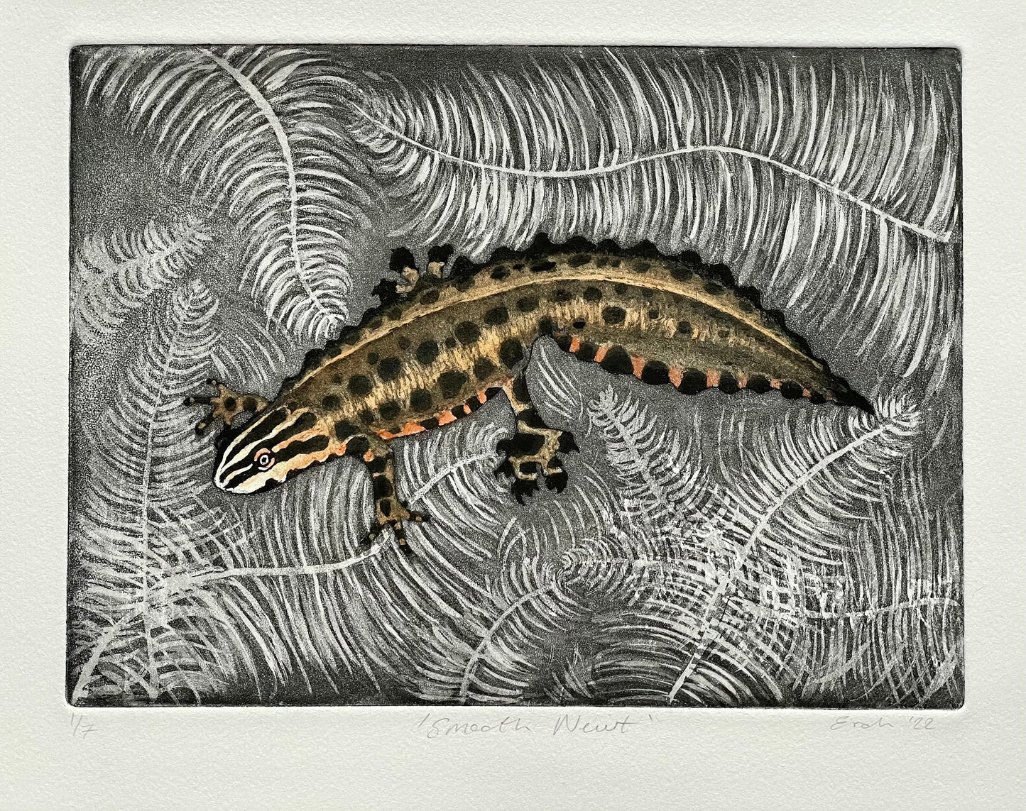 Smooth newt aquatint etching