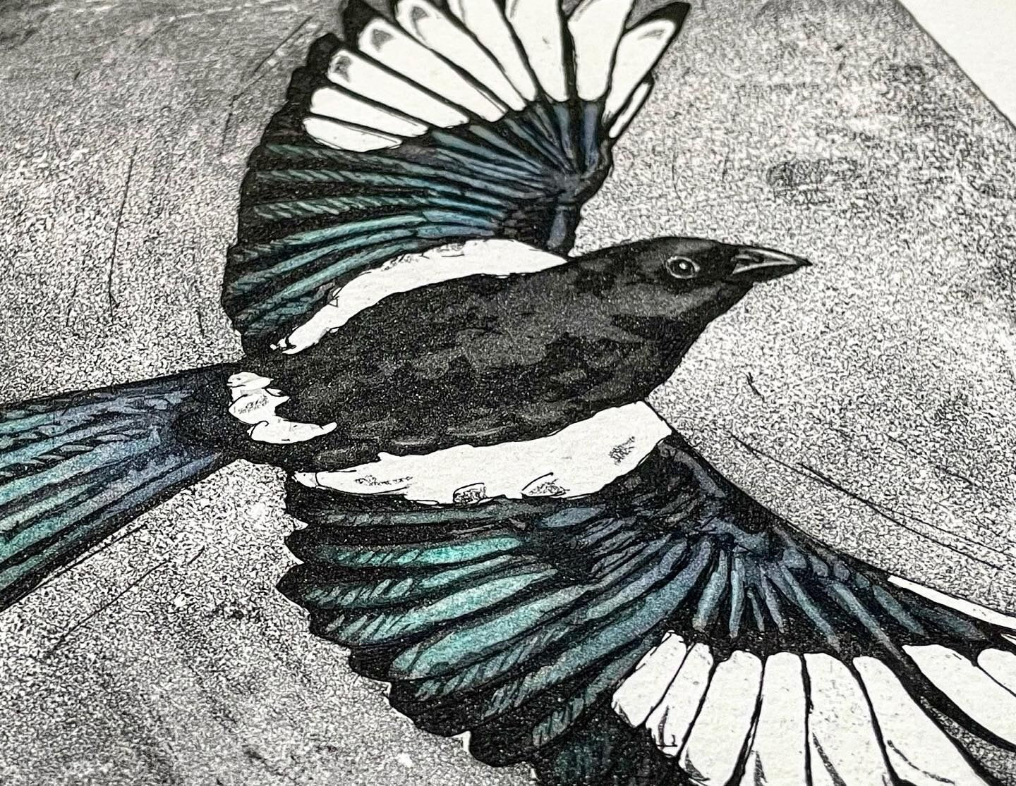 Magpie aquatint etching