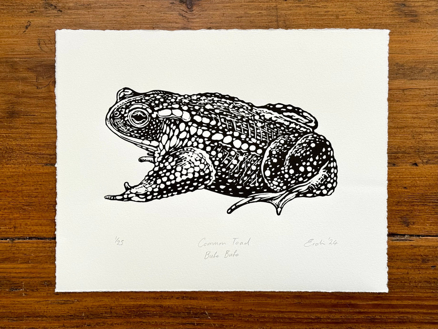 Common Toad linocut print