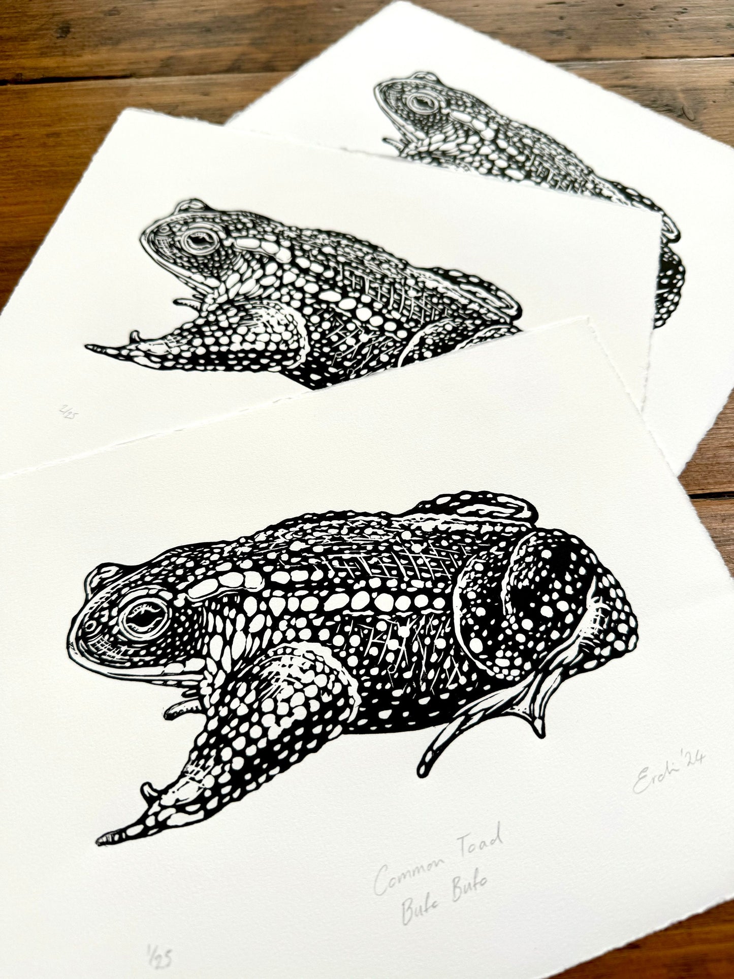 Common Toad linocut print