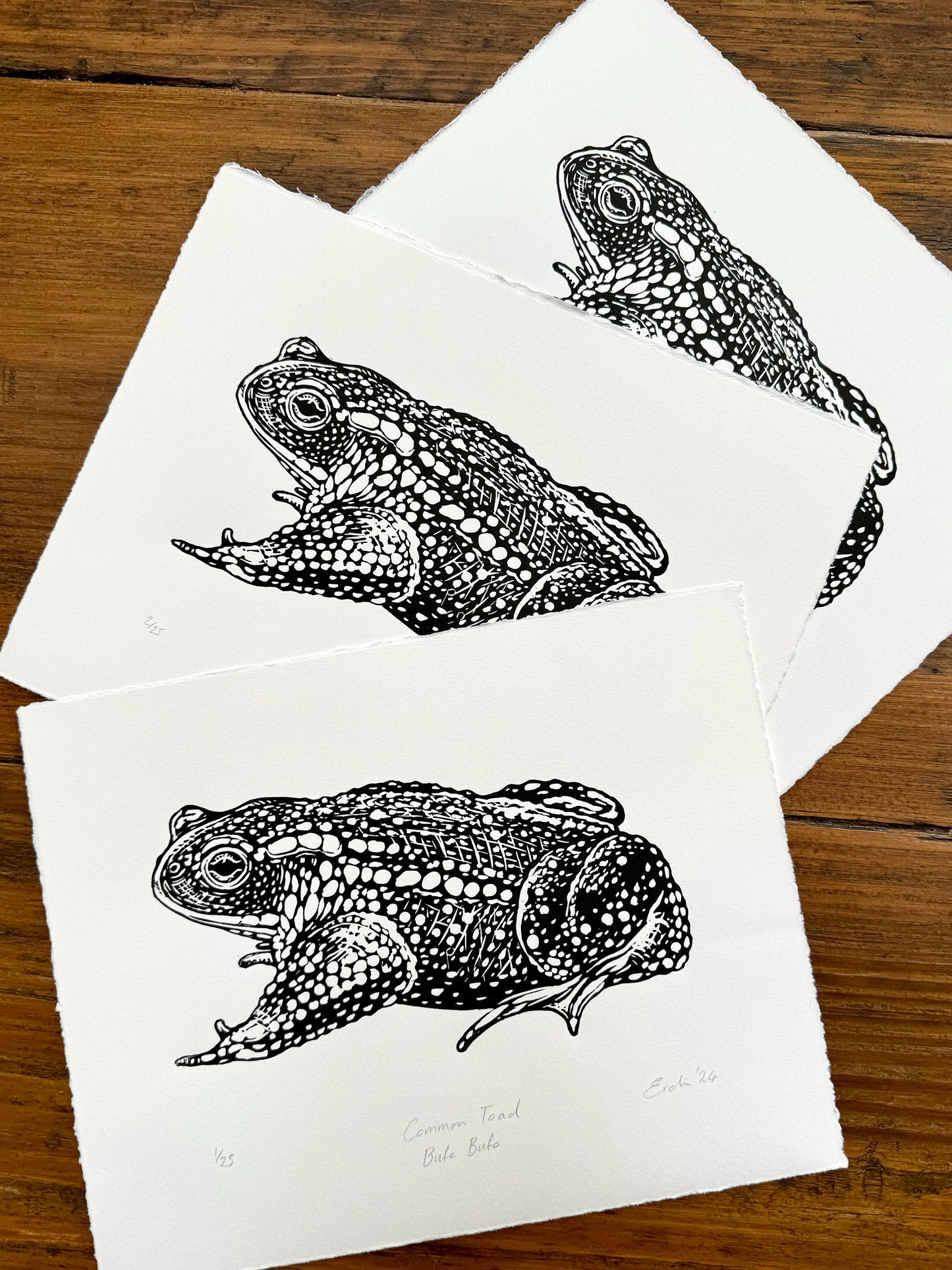 Common Toad linocut print