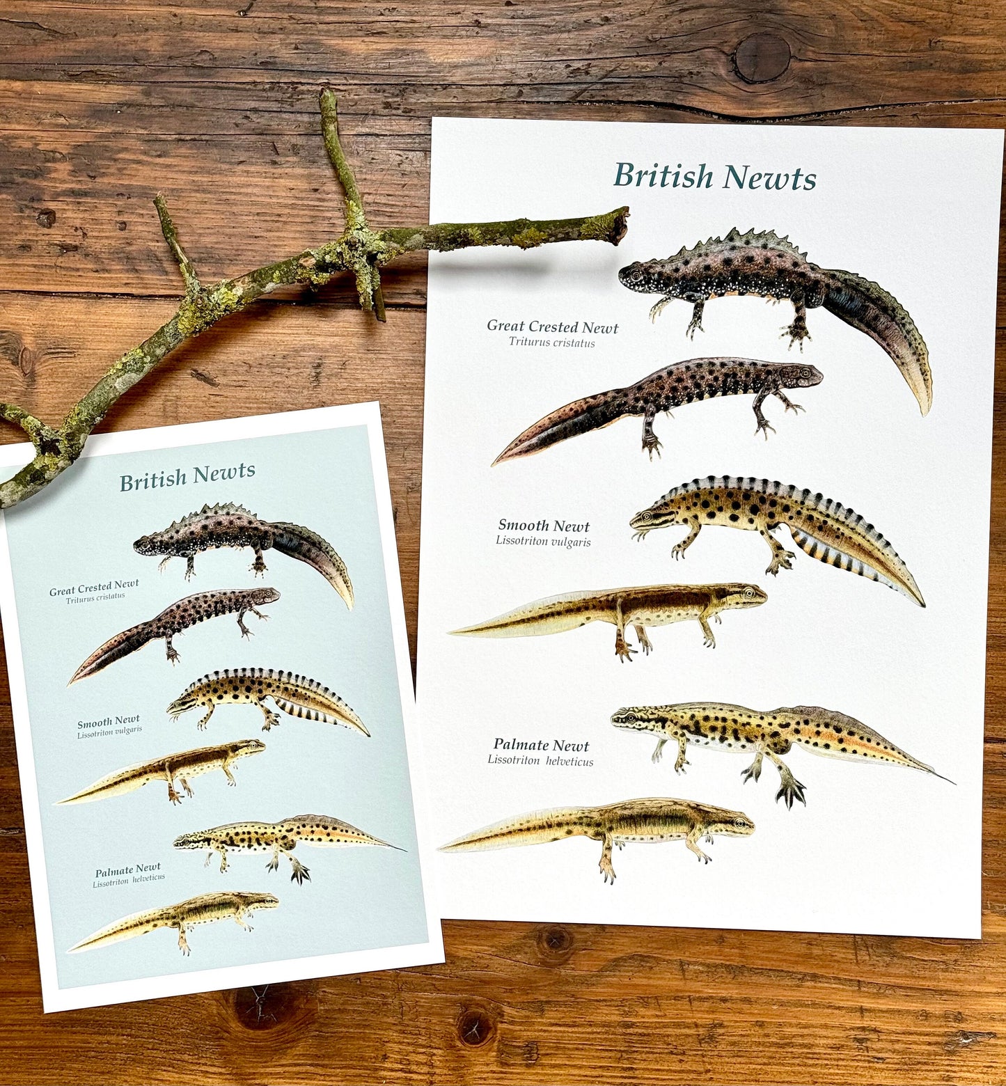 British newts - Giclée print