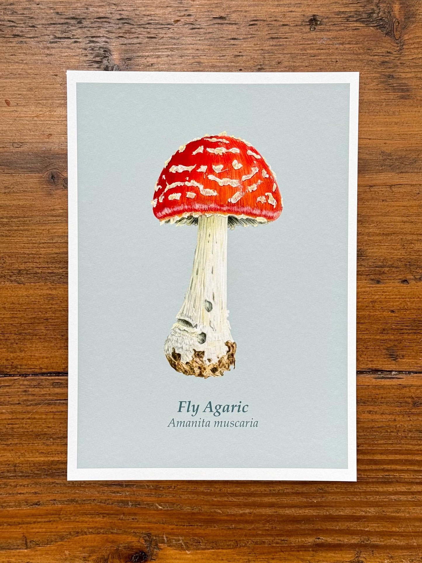 Fly agaric mushroom - Giclée prints