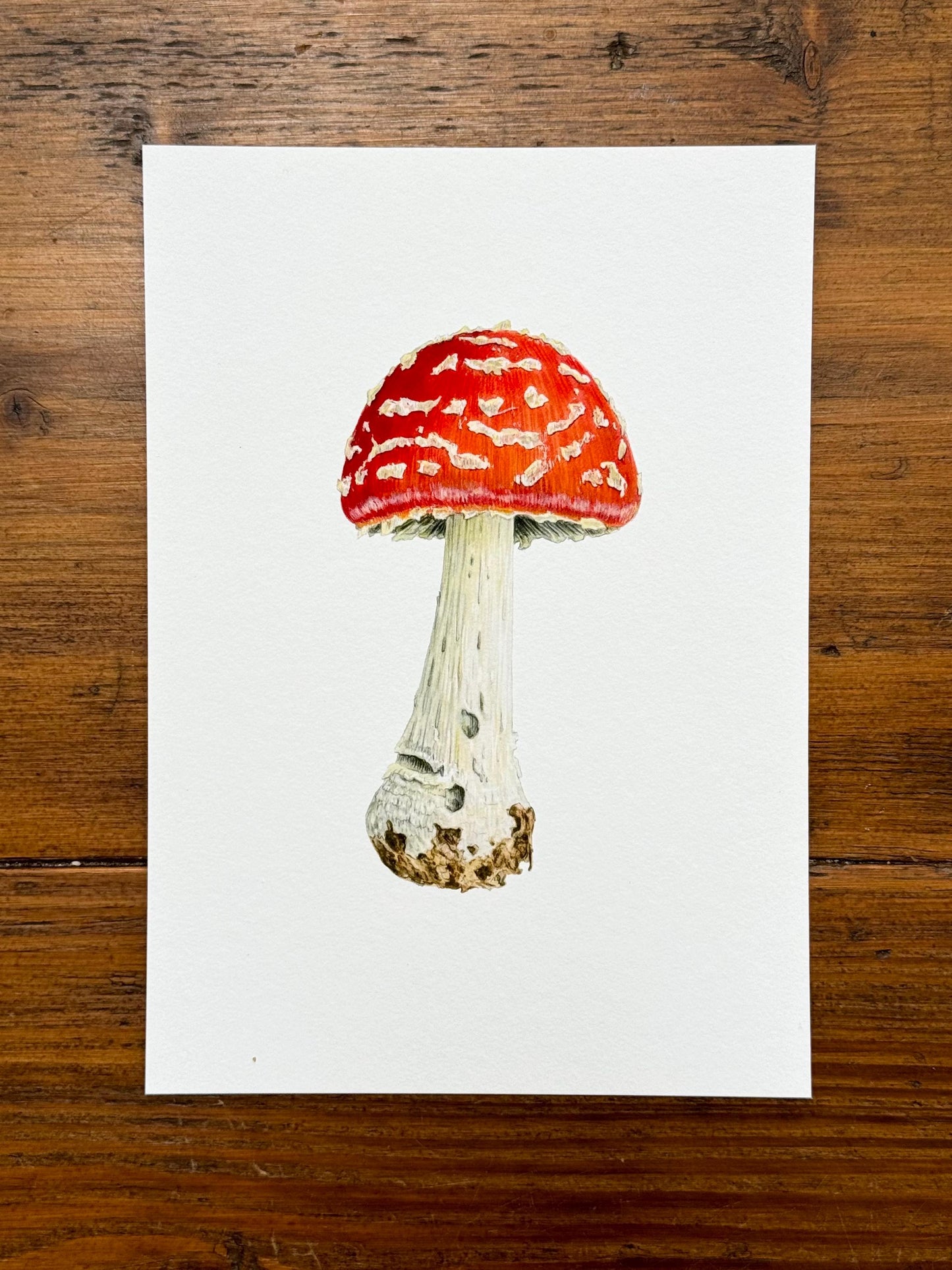 Fly agaric mushroom - Giclée prints