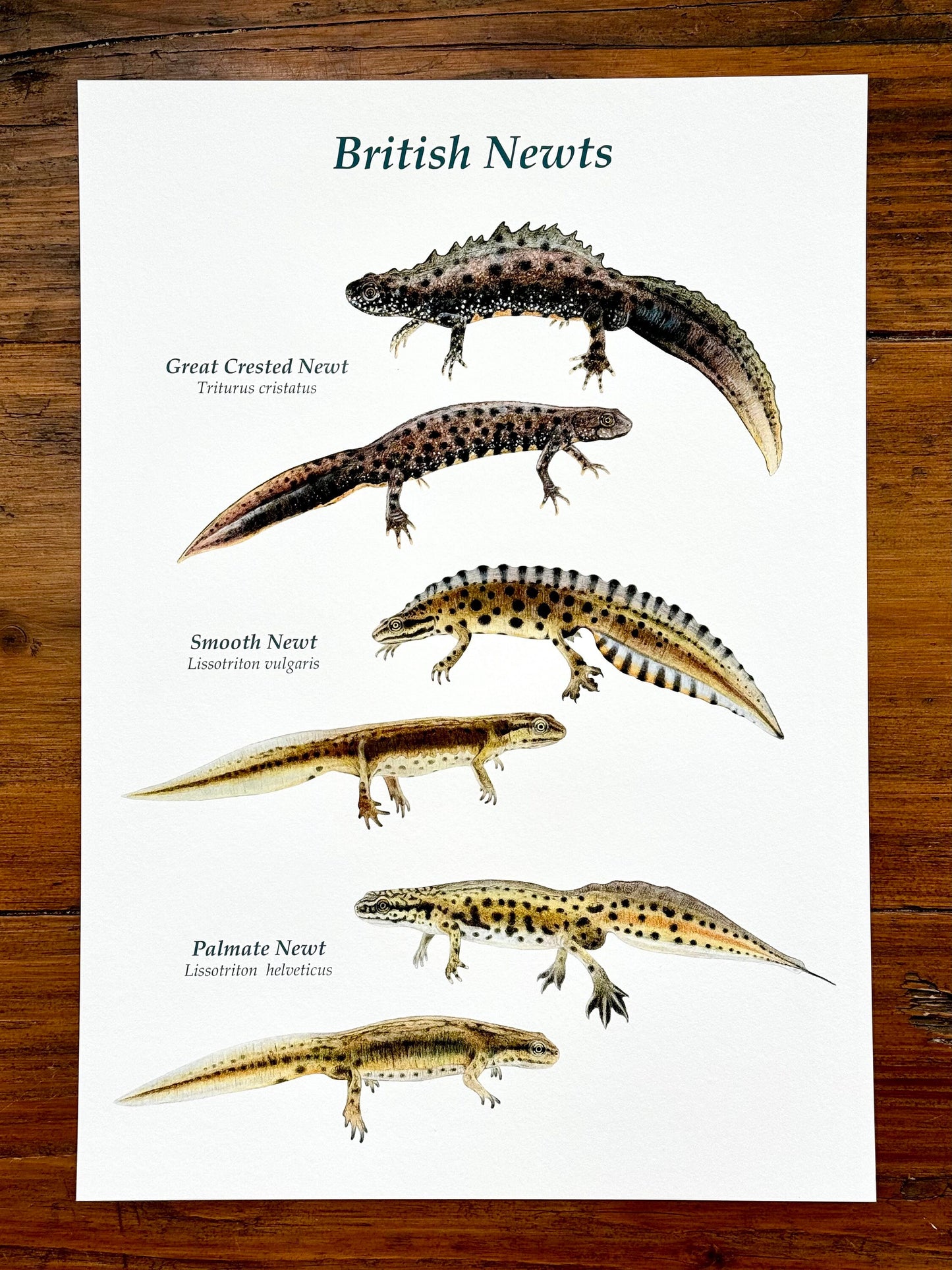 British newts - Giclée print