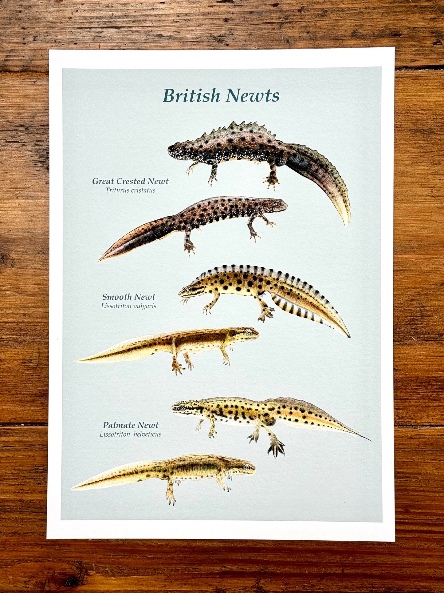 British newts - Giclée print