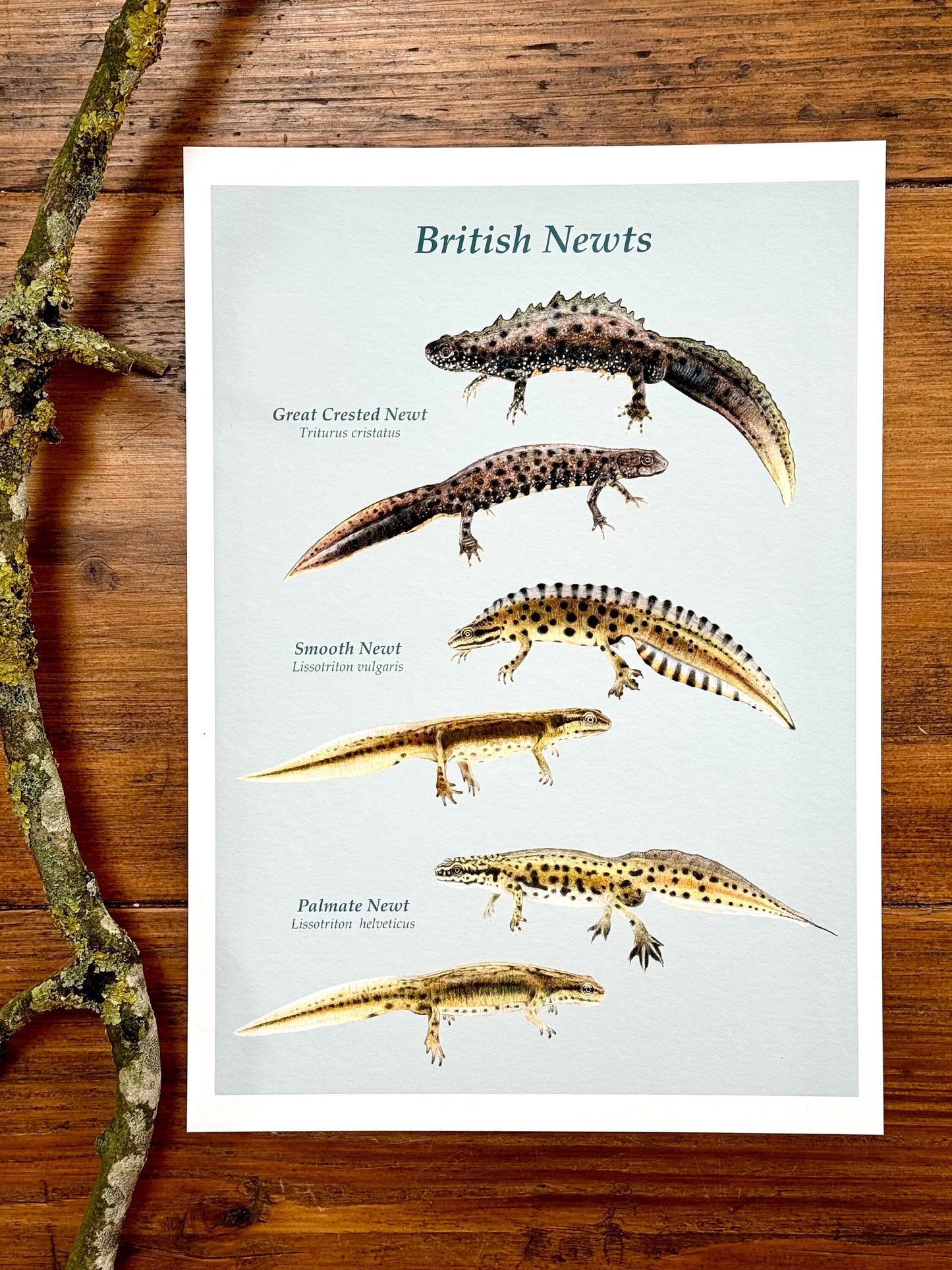 British newts - Giclée print