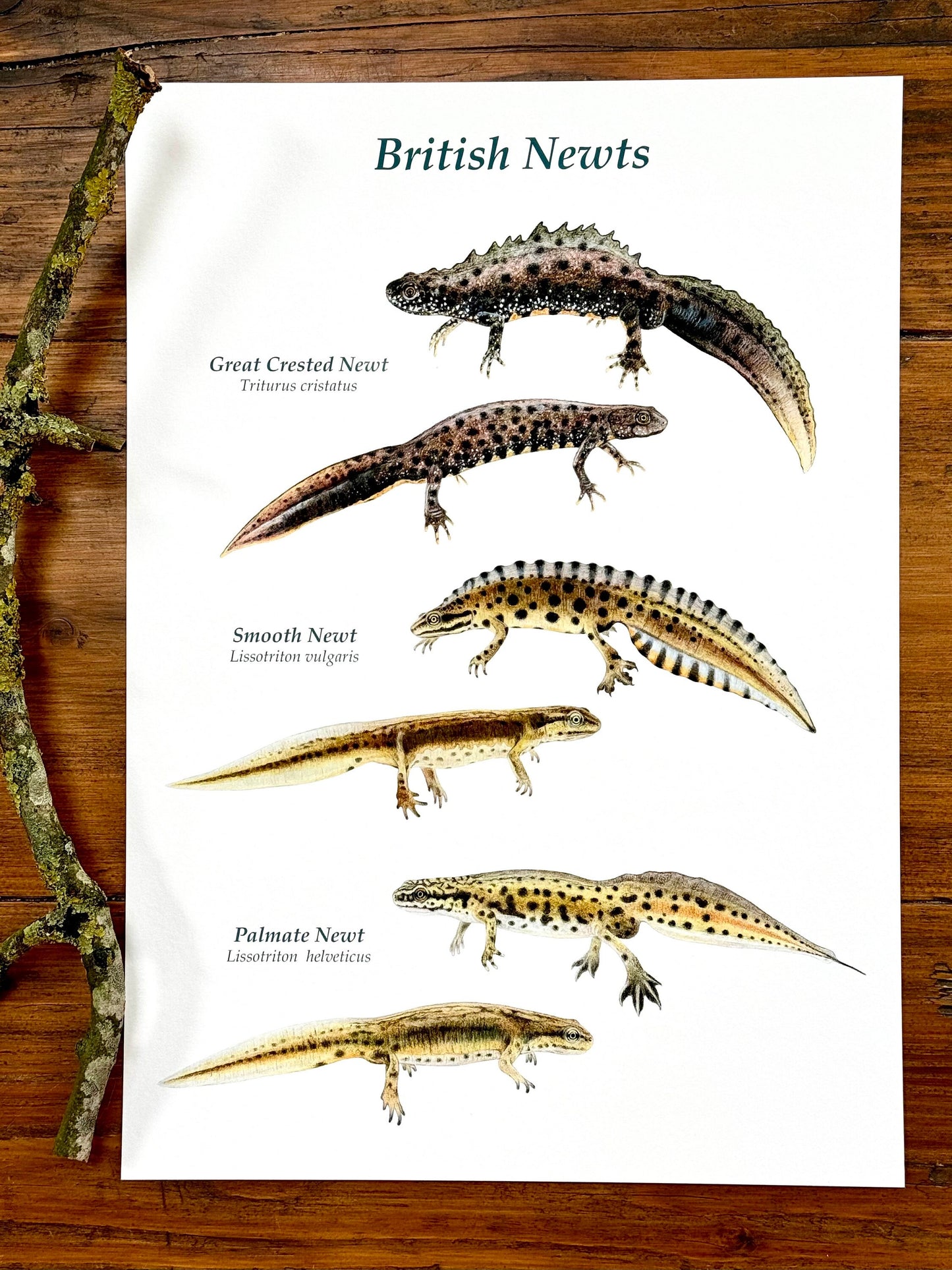 British newts - Giclée print