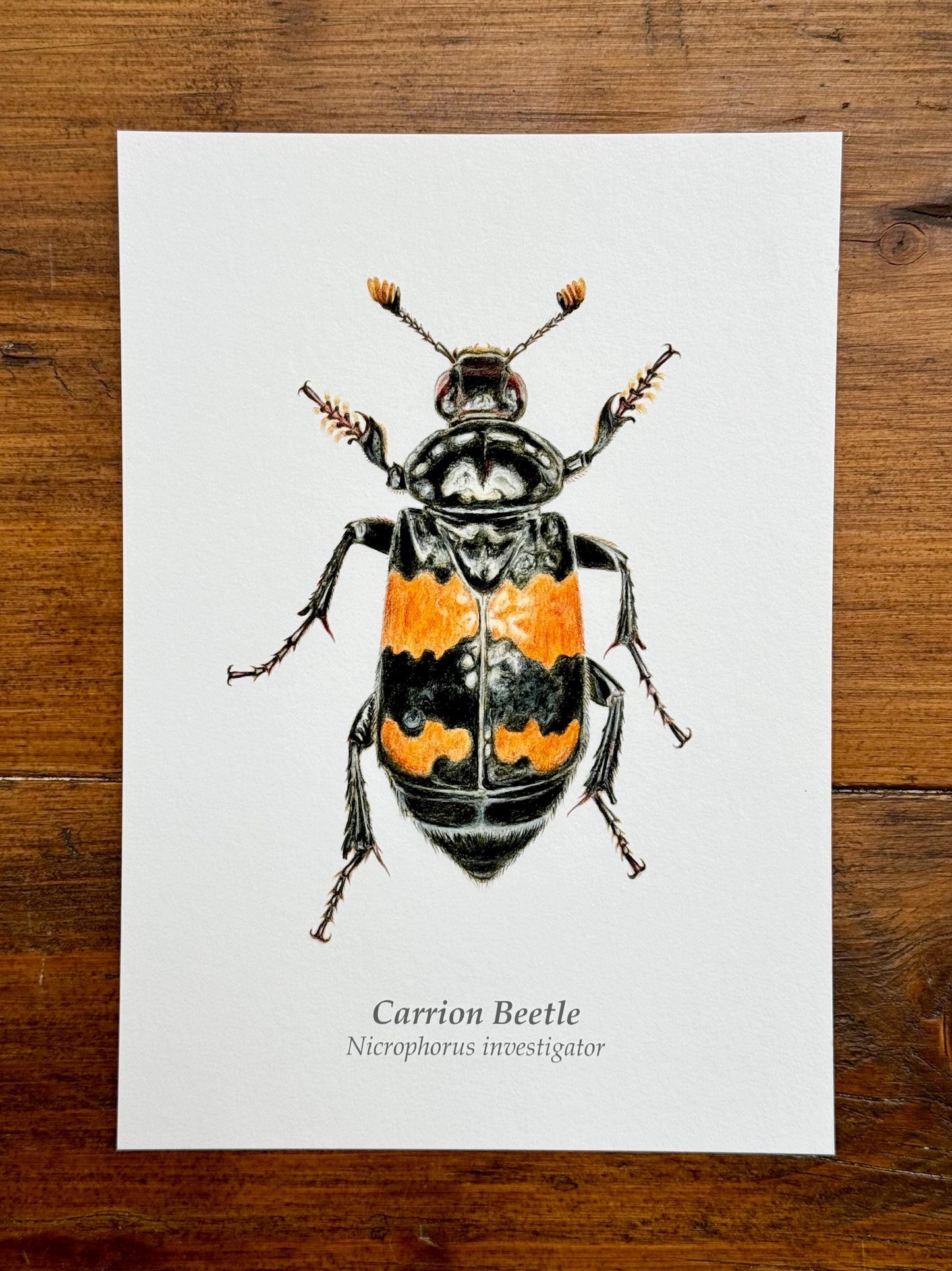 Carrion Beetle - Giclée prints