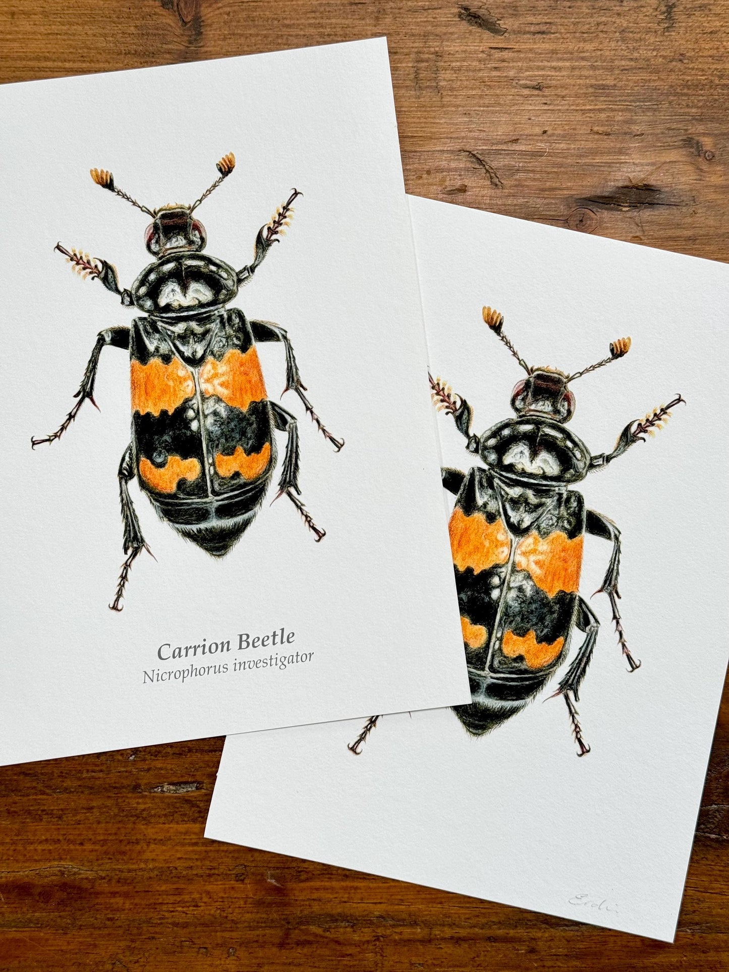 Carrion Beetle - Giclée prints
