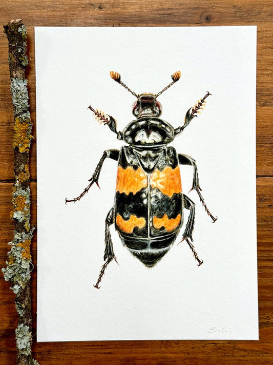 Carrion Beetle - Giclée prints