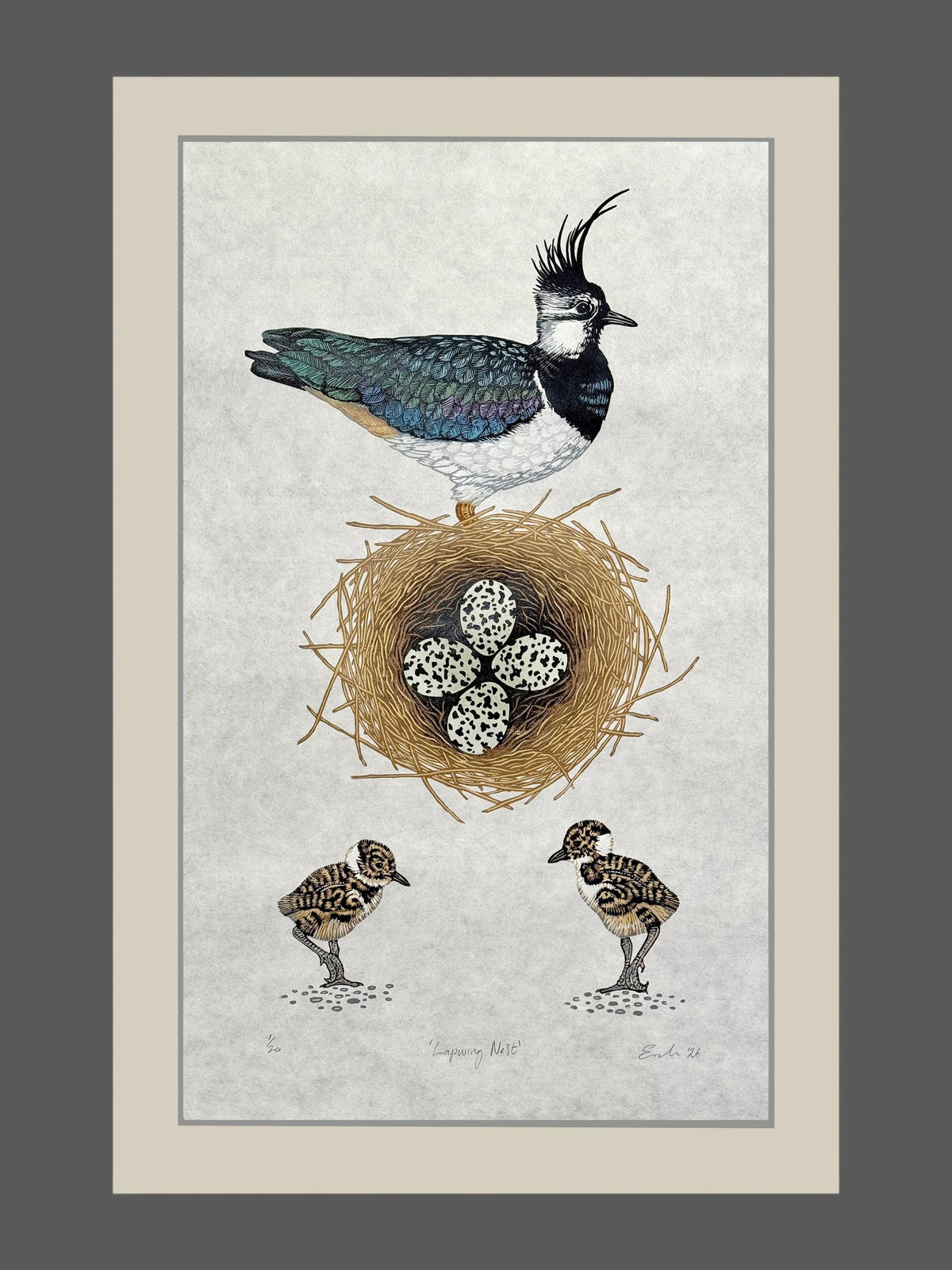 Lapwing Nest - colour linocut print of Lapwings