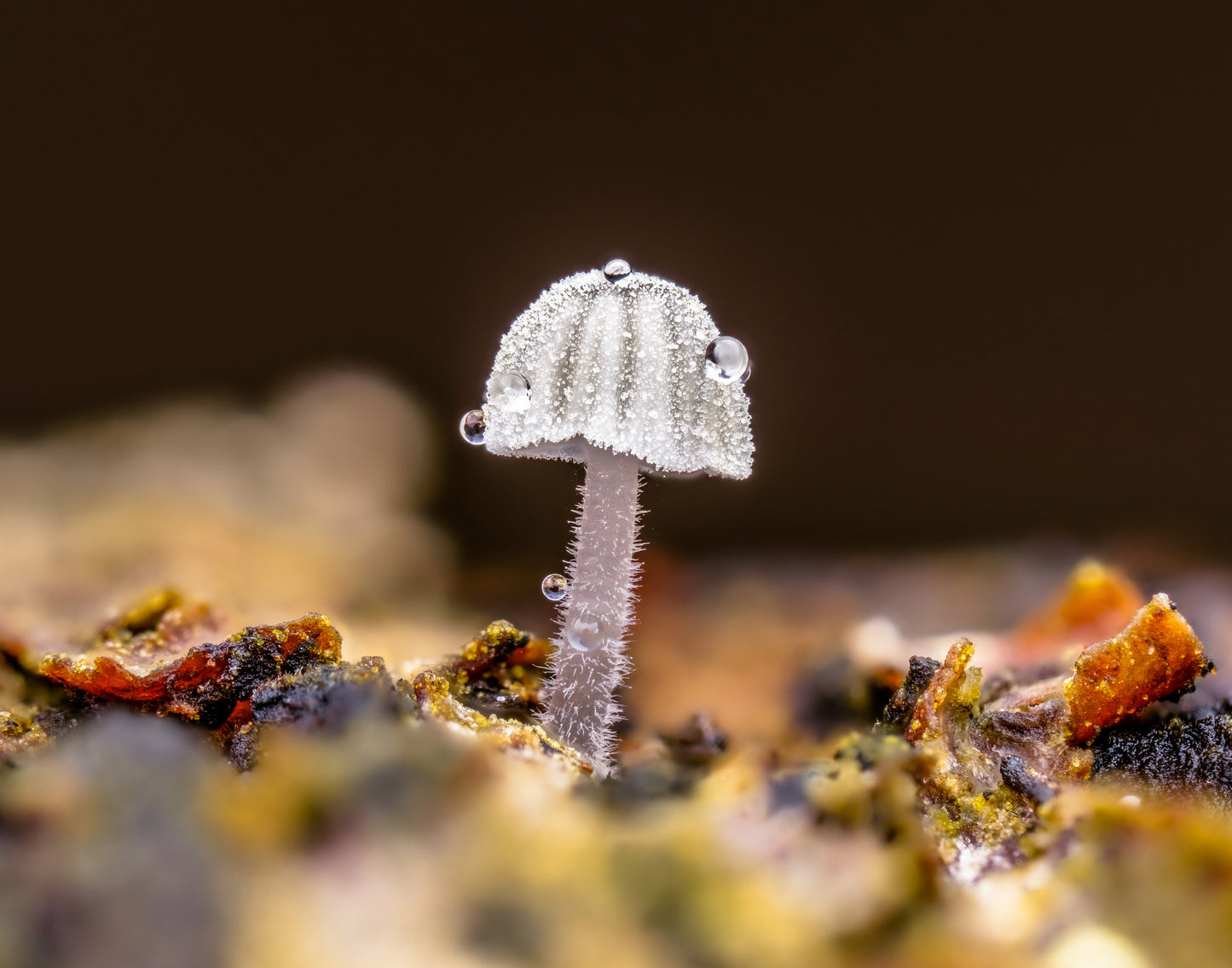 Small mushroom 1