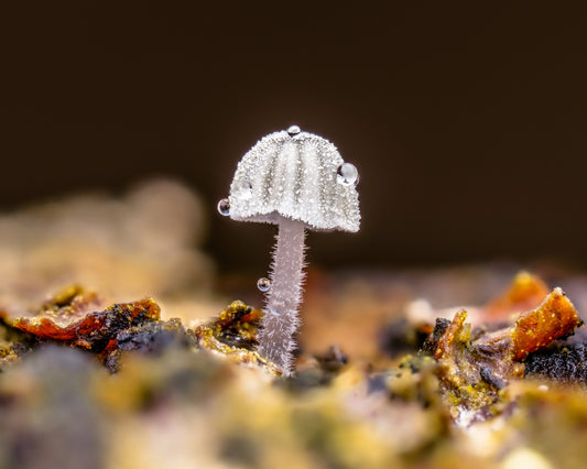 Small mushroom 1