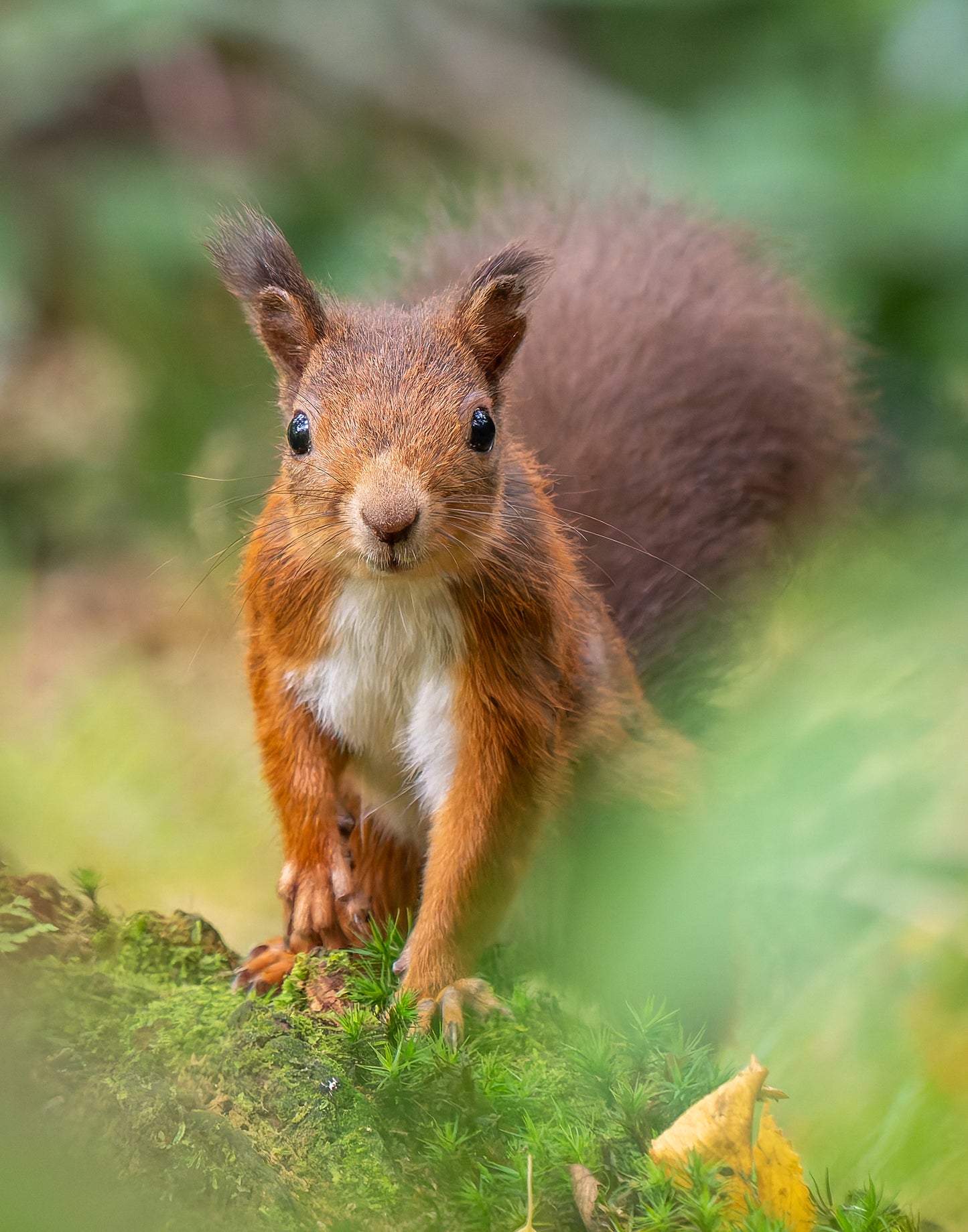 Red squirrel 1
