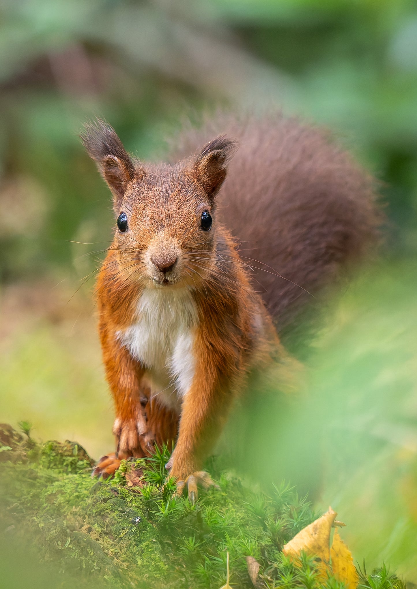Red squirrel 1