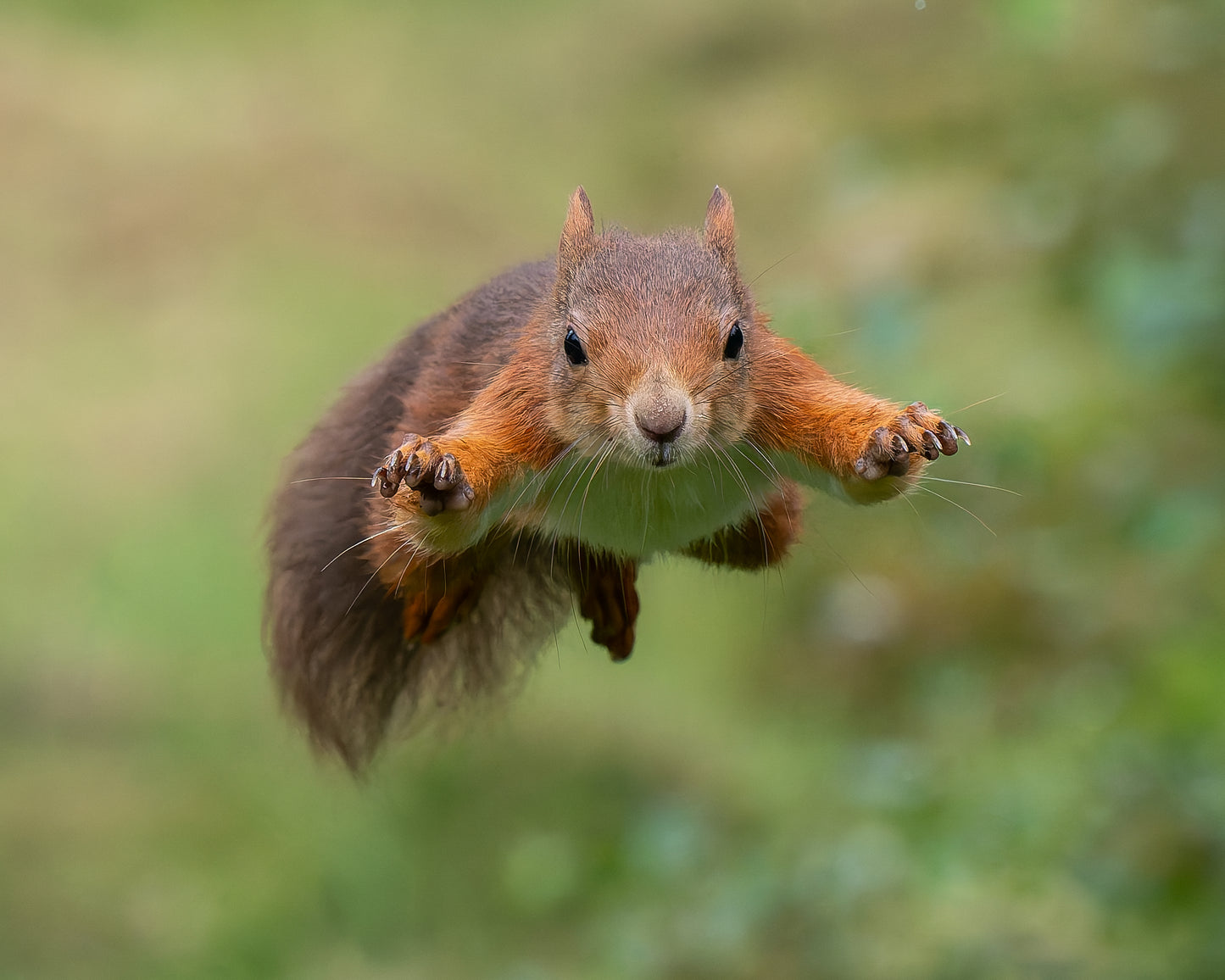 Red squirrel 2
