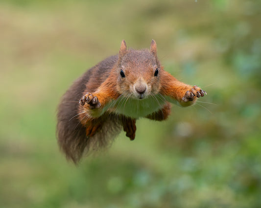 Red squirrel 2