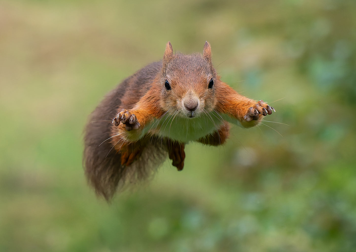 Red squirrel 2