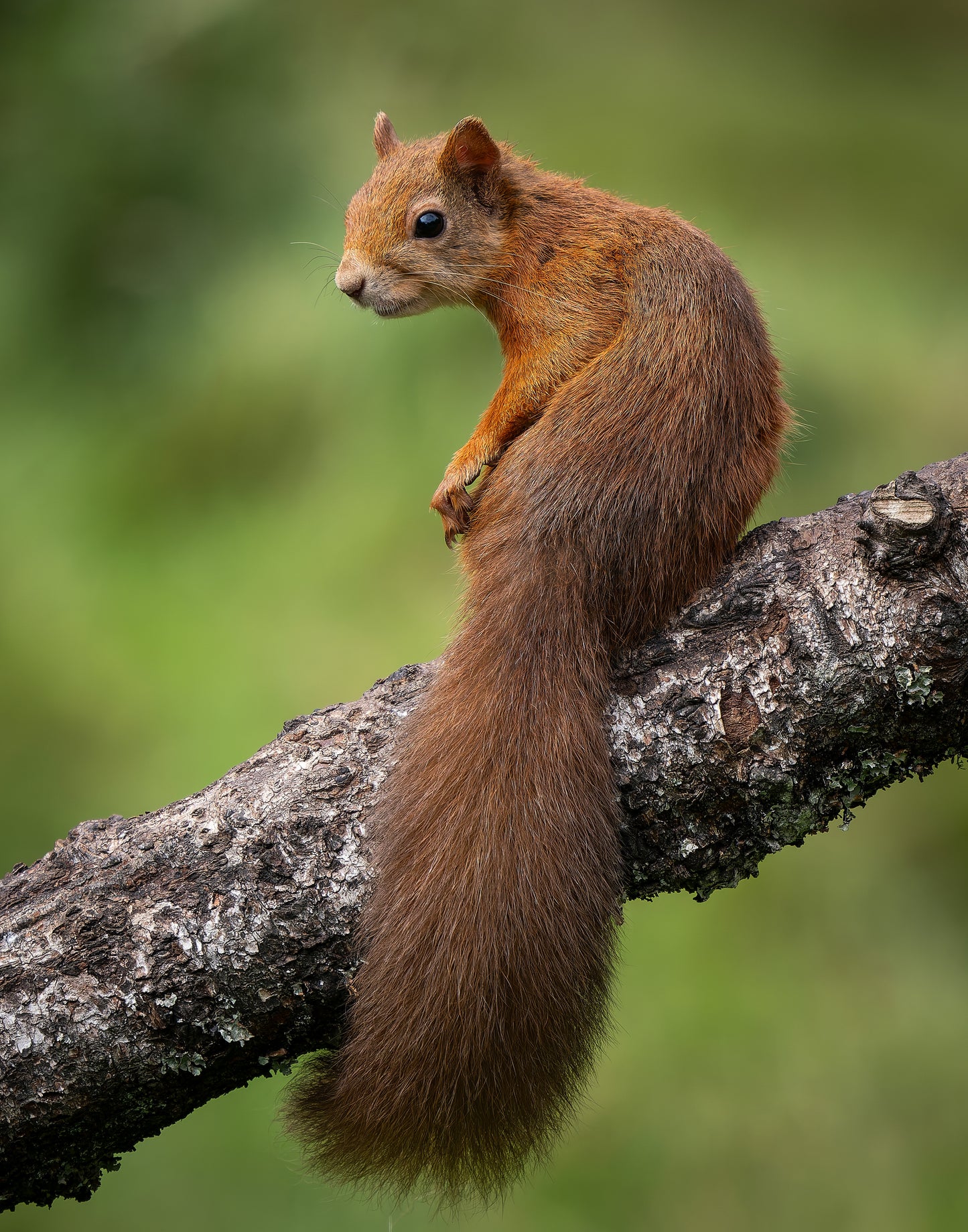 Red squirrel 3