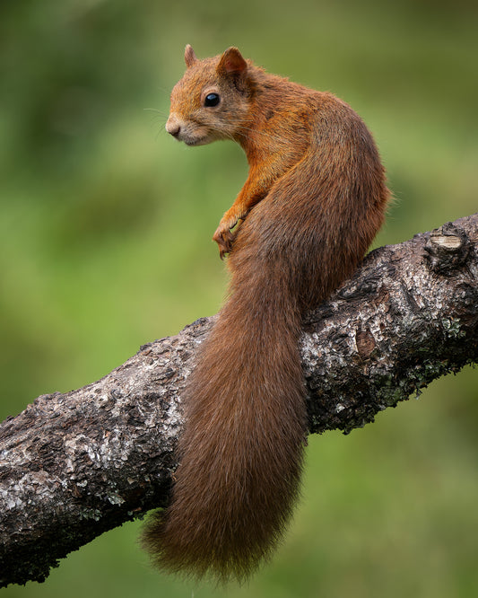 Red squirrel 3